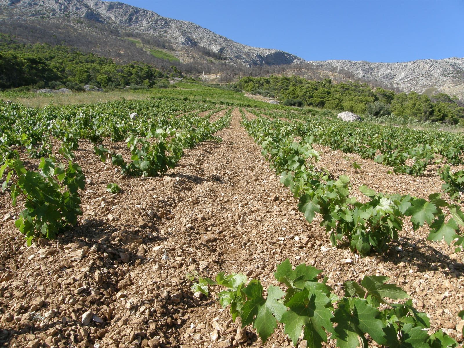 U Međugorju održana stručna predavanja o vinogradarstvu u sklopu Dana berbe grožđa