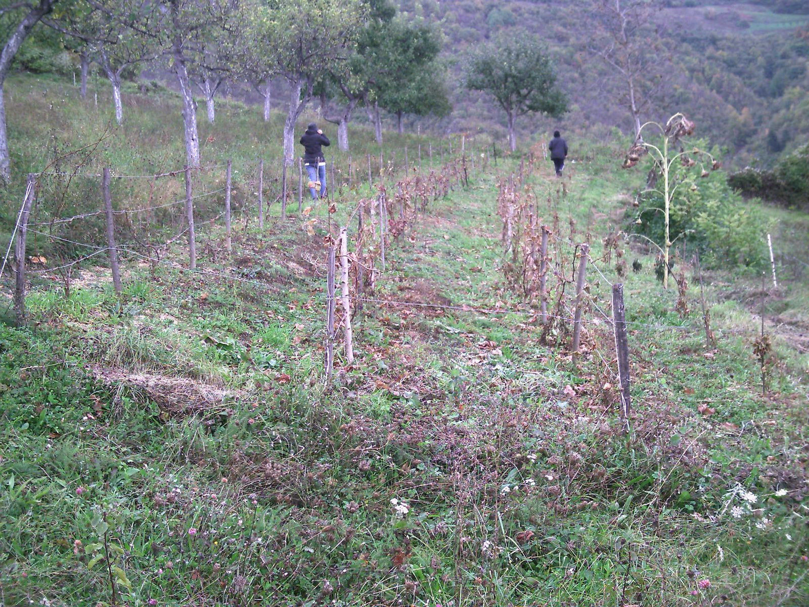 Oskar Pharma dani okupili liječnike u vinariji Knebu